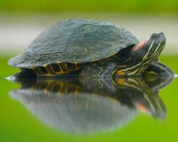 Червоновухі черепахи в дикій природі