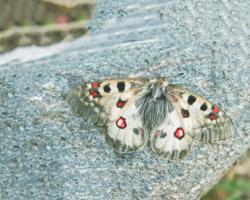 Метелик Аполлон: спосіб життя і середовище проживання Метелики Аполлон де зустрічається в Білорусії