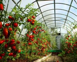 Kako ubrzati sazrevanje paradajza Šta učiniti da paradajz brže sazre