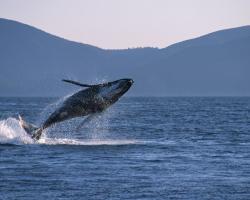 Про сірого кита цікаві факти для дітей