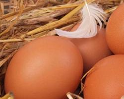 До чого сняться яйця в гнізді: тлумачення різних сонників